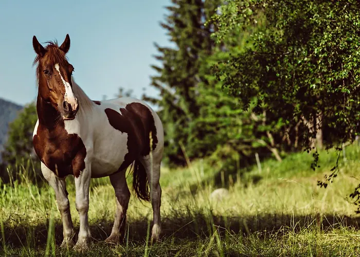 L'alpaga, A Beaumier 5* موجوف